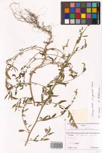 Chenopodium acuminatum Willd., Siberia, Russian Far East (S6) (Russia)
