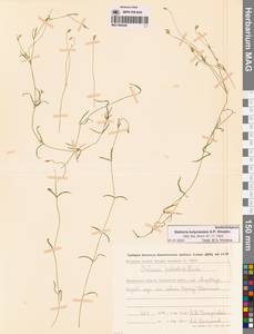 Stellaria kolymensis A.P.Khokhr., Siberia, Chukotka & Kamchatka (S7) (Russia)
