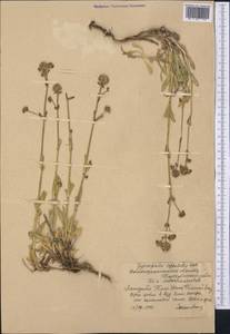 Gypsophila cephalotes (Schrenk) F.N. Williams, Middle Asia, Western Tian Shan & Karatau (M3) (Kazakhstan)