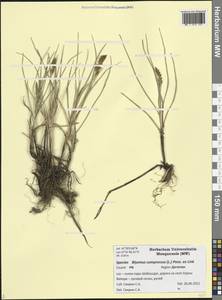 Blysmus compressus (L.) Panz. ex Link, Caucasus, Dagestan (K2) (Russia)