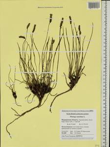 Plantago maritima L., Eastern Europe, Northern region (E1) (Russia)