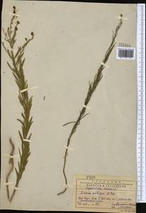 Linaria popovii Kuprian., Middle Asia, Western Tian Shan & Karatau (M3) (Kazakhstan)