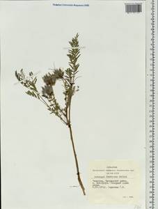 Astragalus syriacus L., Siberia, Altai & Sayany Mountains (S2) (Russia)
