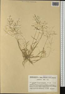 Eragrostis minor Host, Western Europe (EUR) (Spain)