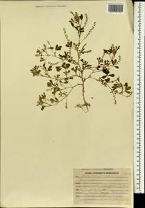 Melilotus indicus (L.)All., South Asia, South Asia (Asia outside ex-Soviet states and Mongolia) (ASIA) (India)