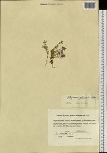 Thymus ochotensis Klokov, Siberia, Yakutia (S5) (Russia)