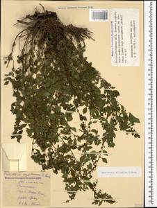 Parietaria judaica L., Caucasus, North Ossetia, Ingushetia & Chechnya (K1c) (Russia)
