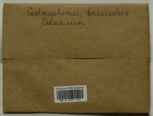 Dilutineuron brevisetum (Lindb.) Bedn.-Ochyra, Sawicki, Ochyra, Szczecińska & Plášek, Bryophytes, Bryophytes - Russian Far East (excl. Chukotka & Kamchatka) (B20) (Russia)