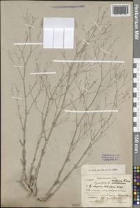 Gypsophila diffusa Fisch. & C. A. Mey. ex Rupr., Middle Asia, Caspian Ustyurt & Northern Aralia (M8) (Kazakhstan)