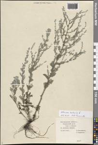 Artemisia nutans Willd., Eastern Europe, Central forest-and-steppe region (E6) (Russia)