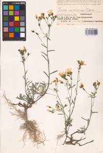 Linum ucranicum (Griseb. ex Planch.) Czern., Eastern Europe, Lower Volga region (E9) (Russia)