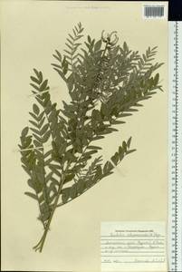 Sophora alopecuroides L., Siberia, Altai & Sayany Mountains (S2) (Russia)