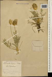 Astragalus lagopoides Lam., Caucasus, Armenia (K5) (Armenia)