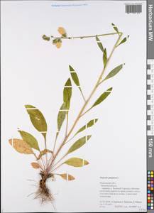 Digitalis purpurea L., Eastern Europe, Central forest region (E5) (Russia)