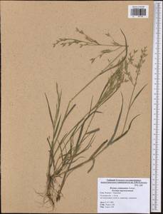 Bromus commutatus Schrad., Eastern Europe, Central region (E4) (Russia)