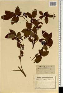 Vaccinium arctostaphylos L., South Asia, South Asia (Asia outside ex-Soviet states and Mongolia) (ASIA) (Turkey)