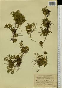 Potentilla acaulis L., Siberia, Baikal & Transbaikal region (S4) (Russia)