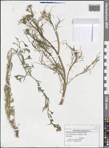 Sisymbrium altissimum L., Eastern Europe, Middle Volga region (E8) (Russia)