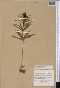 Fritillaria camschatcensis (L.) Ker Gawl., America (AMER) (Canada)