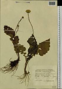 Leibnitzia anandria (L.) Nakai, Siberia, Russian Far East (S6) (Russia)