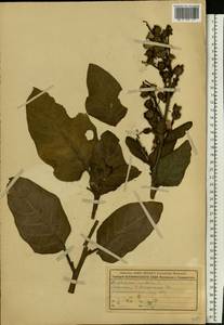 Nicotiana rustica L., Eastern Europe, Moscow region (E4a) (Russia)