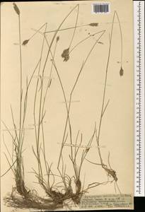 Agropyron cristatum (L.) Gaertn., Mongolia (MONG) (Mongolia)