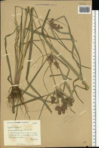 Cyperus glomeratus L., Eastern Europe, Lower Volga region (E9) (Russia)