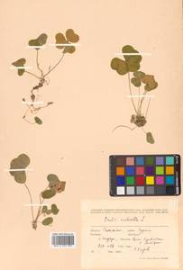 Oxalis acetosella L., Siberia, Russian Far East (S6) (Russia)