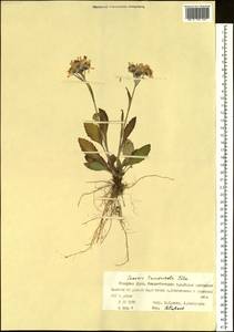 Tephroseris integrifolia subsp. tundricola (Tolm.) B. Nord., Siberia, Western Siberia (S1) (Russia)