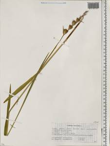 Gladiolus imbricatus L., Eastern Europe, Belarus (E3a) (Belarus)