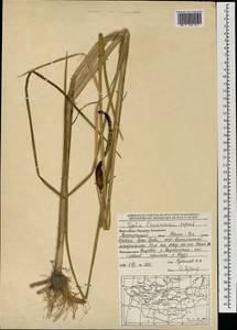 Typha laxmannii Lepech., Mongolia (MONG) (Mongolia)