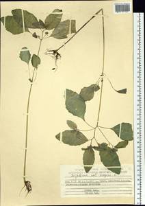 Impatiens noli-tangere L., Siberia, Chukotka & Kamchatka (S7) (Russia)
