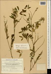 Galega officinalis L., Caucasus, Black Sea Shore (from Novorossiysk to Adler) (K3) (Russia)