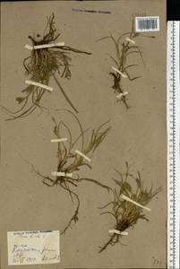 Carex hirta L., Eastern Europe, North Ukrainian region (E11) (Ukraine)