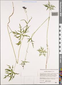 Aconitum ambiguum Rchb., Siberia, Russian Far East (S6) (Russia)