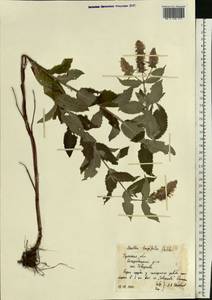 Mentha longifolia (L.) L., Eastern Europe, Central region (E4) (Russia)