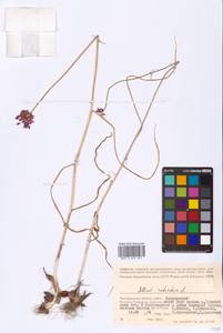 Allium rotundum L., Eastern Europe, Lower Volga region (E9) (Russia)