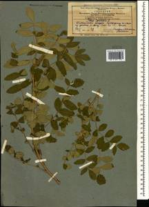 Rhus coriaria L., Caucasus, Azerbaijan (K6) (Azerbaijan)
