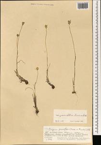 Gagea pauciflora (Turcz. ex Trautv.) Ledeb., Mongolia (MONG) (Mongolia)
