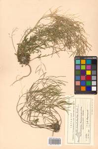 Arabidopsis lyrata subsp. kamchatica (Fisch. ex DC.) O'Kane & Al-Shehbaz, Siberia, Chukotka & Kamchatka (S7) (Russia)