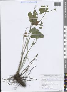 Alchemilla baltica Sam. ex Juz., Eastern Europe, Middle Volga region (E8) (Russia)