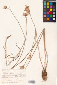 Allium inderiense Fisch. ex Bunge, Eastern Europe, Lower Volga region (E9) (Russia)