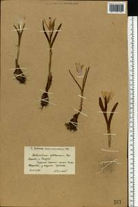 Colchicum bulbocodium subsp. versicolor (Ker Gawl.) K.Perss., Eastern Europe, Lower Volga region (E9) (Russia)