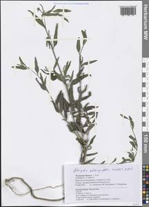 Atriplex oblongifolia Waldst. & Kit., Eastern Europe, Central region (E4) (Russia)