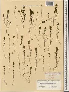 Euphrasia ossica Juz. ex Ganeschin, Caucasus, North Ossetia, Ingushetia & Chechnya (K1c) (Russia)