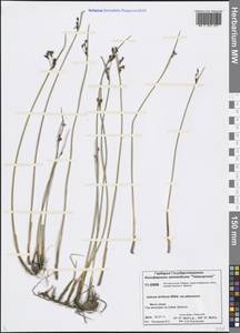 Juncus arcticus Willd., Siberia, Central Siberia (S3) (Russia)