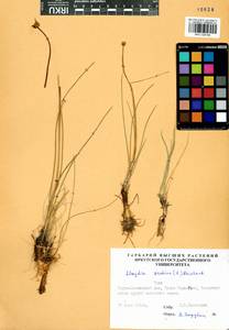 Gagea serotina (L.) Ker Gawl., Siberia, Altai & Sayany Mountains (S2) (Russia)