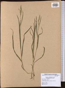 Bromus commutatus Schrad., Eastern Europe, Central region (E4) (Russia)