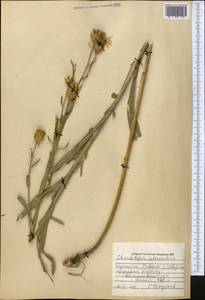 Centaurea glastifolia subsp. intermedia (Boiss.) L. Martins, Middle Asia, Muyunkumy, Balkhash & Betpak-Dala (M9) (Kazakhstan)