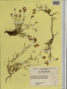 Dianthus repens Willd., Siberia, Russian Far East (S6) (Russia)
